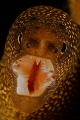   Goldentail Moray  